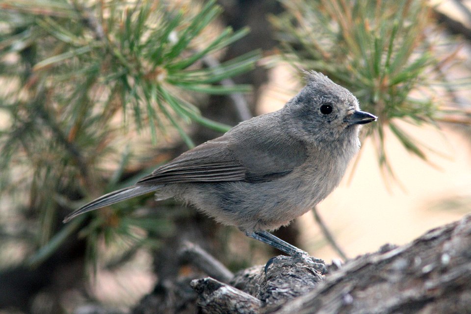680 - JUNIPER TITMOUSE (5-3-08) torrey, wayne co, ut