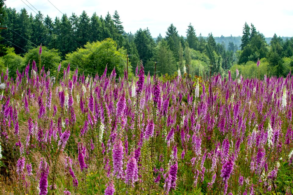 2019-6 Foxglove Farm-3652