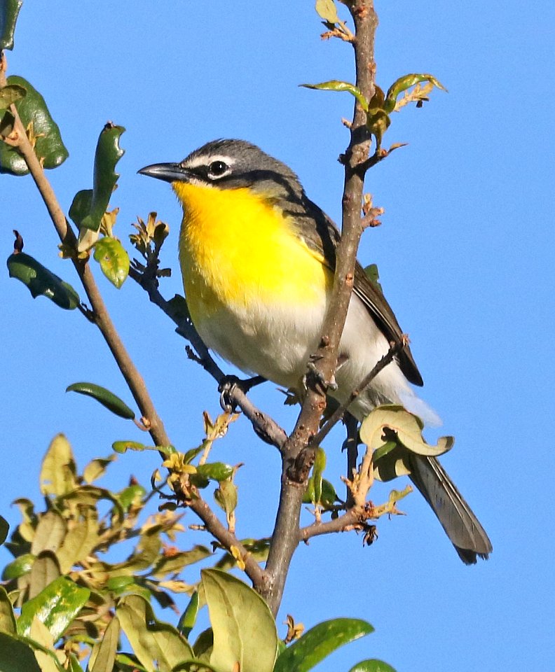 852 - YELLOW-BREASTED CHAT (4-27-2017) edward's co, tx -05