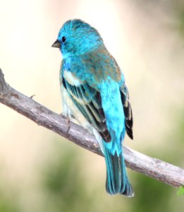 923 - LAZULI BUNTING (4-29-11) sonoita creek state natural area, scc, az