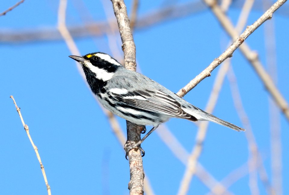 839 - BLACK-THROATED GRAY WARBLER (1-0-2017) patagonia lake, santa cruz co, az -01