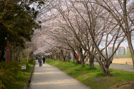 さいたまの公園の桜