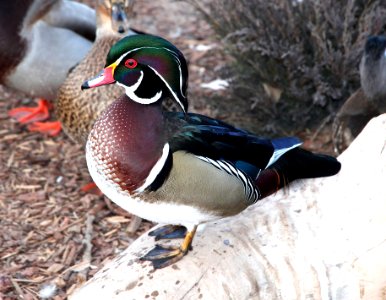 023 - WOOD DUCK (12-18-13) albuquerque, nm -03