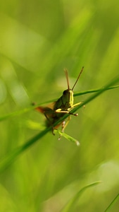 Insect macro animal