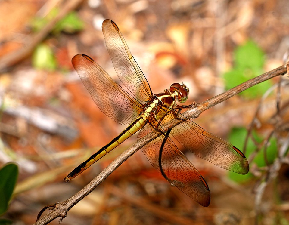 SKIMMER, GOLDEN-WINGED  (Libellula auripennis) (6-5-2017) female, manteo, dare co, nc -01