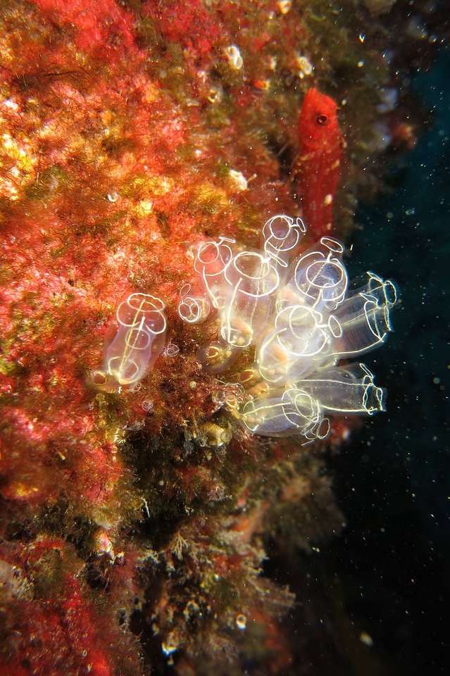 Diving sea jellyfish