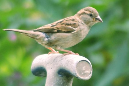 HOUSE SPARROW