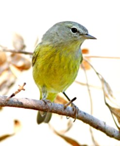 808 - ORANGE-CROWNED WARBLER (9-21-11) pena blanca lake, scc, az -01