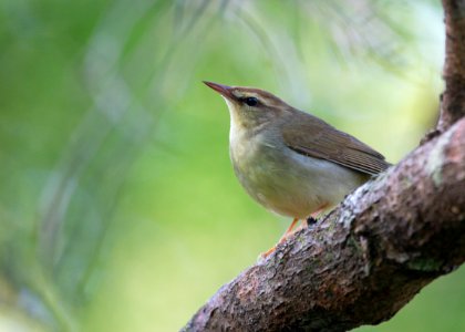 Swainson's warbler photo