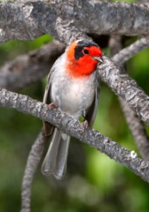 849 - RED-FACED WARBLER (5-4-2017) near emory pass, mimbres mts, grant co, nm -03