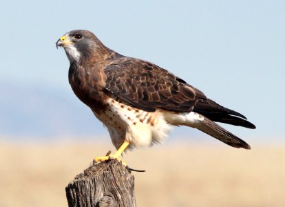 227 - SWAINSON'S HAWK (10-3-2015) san rafael grasslands, santa cruz co, az -01