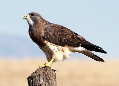 227 - SWAINSON'S HAWK (10-3-2015) san rafael grasslands, santa cruz co, az -01 photo