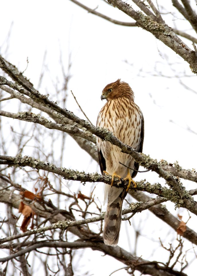 Cooper's hawk