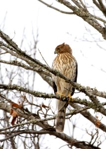 Cooper's hawk