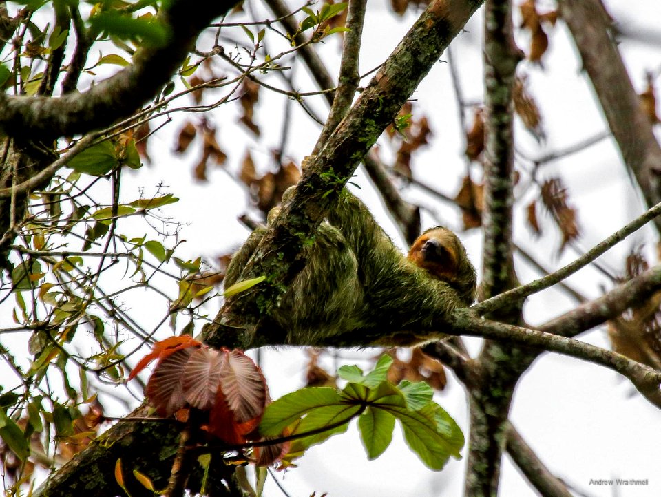 Three-toed Sloth