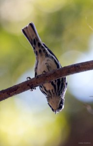 Black-and-white warbler