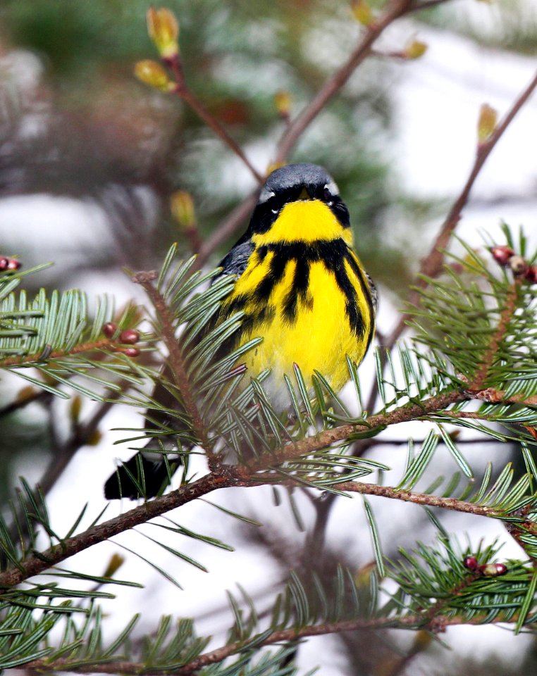 826 - MAGNOLIA WARBLER (5-28-2015) washington co, maine -05