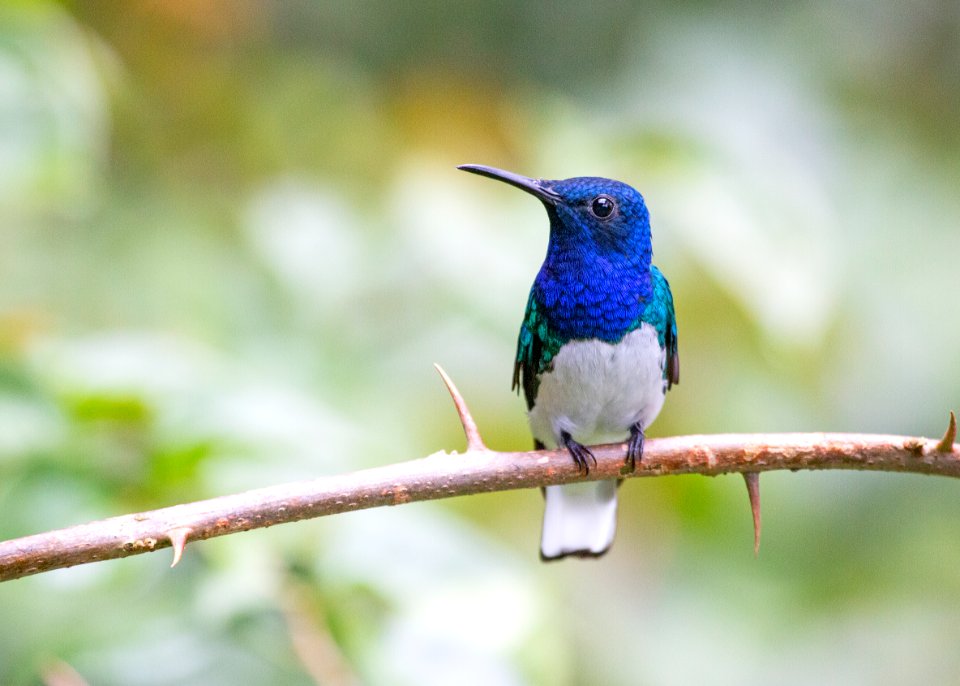 White-necked jacobin