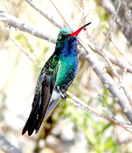 507 - BROAD-BILLED HUMMINGBIRD (3-23-11) 78 circulo montana, patagonia lake ranch estates, scc, az - (2)