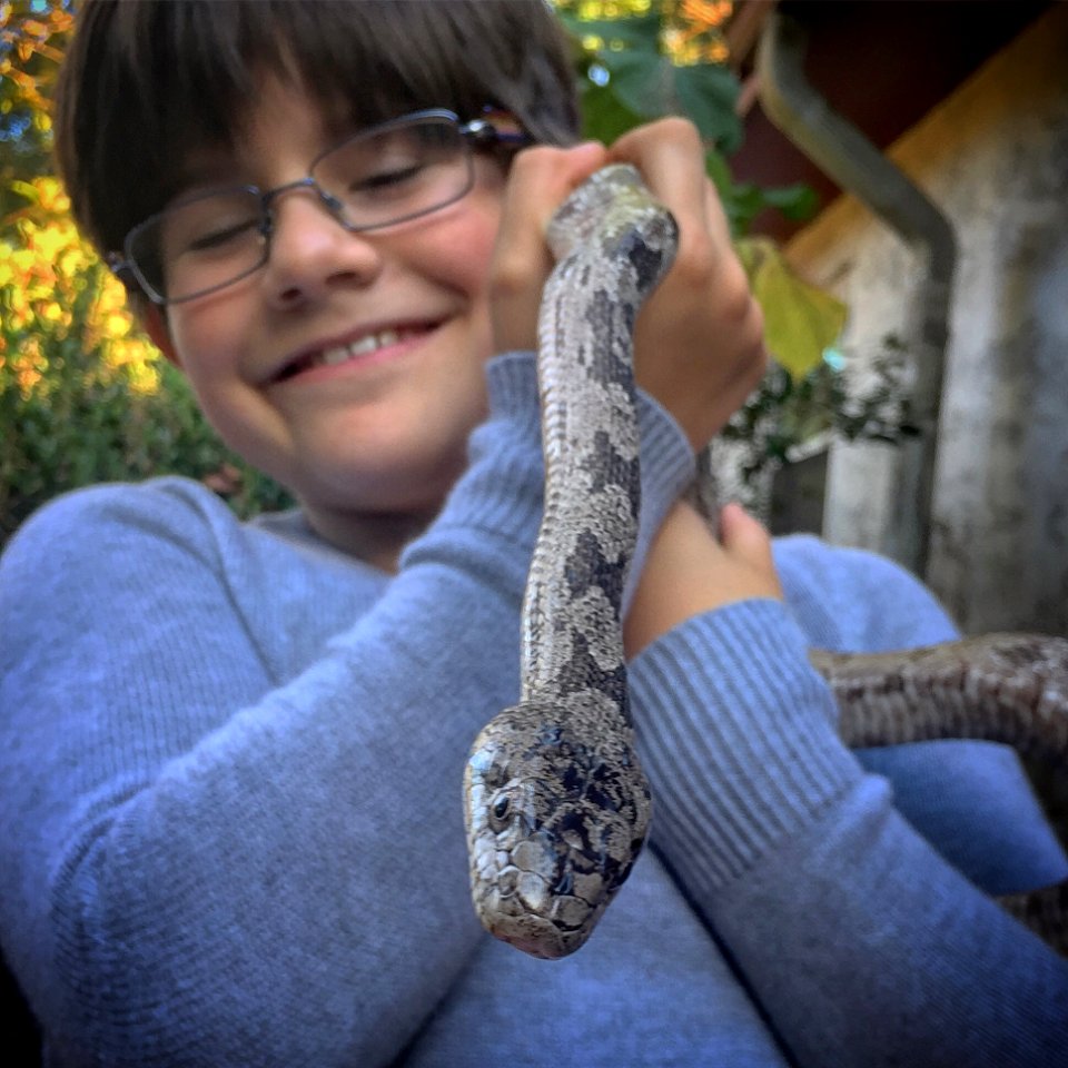 Ratty our friendly backyard Gray Rat Snake