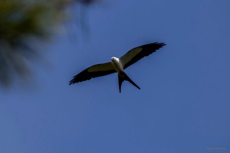 swallow-tailed kite photo