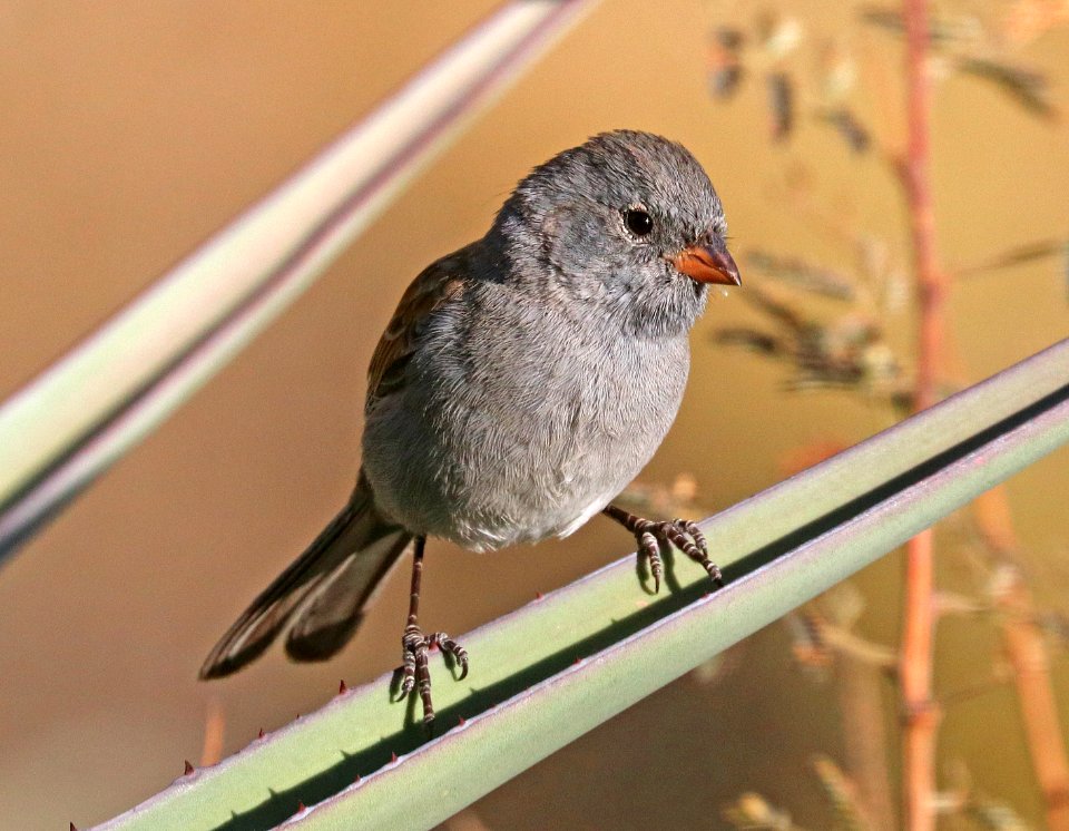 876 - BLACK-CHINNED SPARROW (11-17-2019) guindani trail, whetstone mts, cochise co, az -03