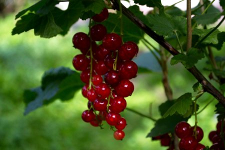 Currant photo