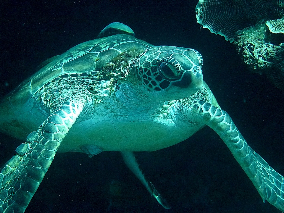 Meeresbewohner sea animal