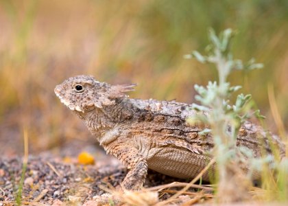 Texas horned lizard