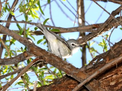 624 - PLUMBEOUS VIREO (2-11-2017) patagonia lake, santa cruz co, az -01