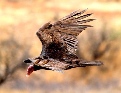203 - TURKEY VULTURE  (5-22-11) 78 circulo montana, patagonia lake ranch estates, scc, az  (8)