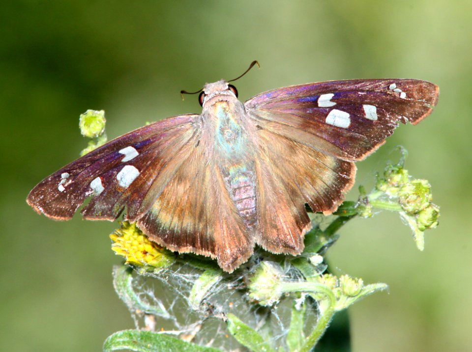 SKIPPER, HAMMOCK (Polygous leo) (9-26-10) montosa canyon, scc, az - (5)