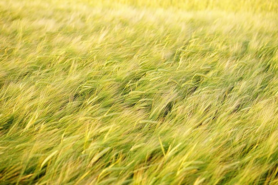 Cereals ripe agriculture