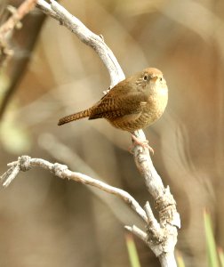 692 - HOUSE WREN (1-12-2019) hunter canyon, cochise co, az -01