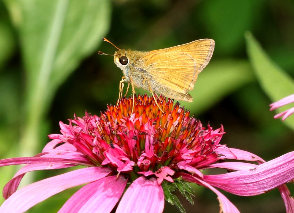 SACHEM (Atalopedes campestris) (6-18-2017) greensboro, guilford co, nc -08