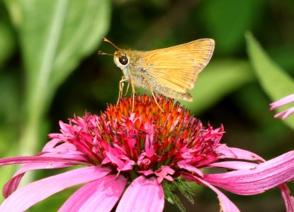 SACHEM (Atalopedes campestris) (6-18-2017) greensboro, guilford co, nc -08
