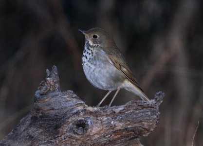 745 - HERMIT THRUSH (11-19-2017) pena blanca canyon, santa cruz co, az -01