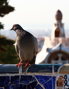 Park guell red feet bird feet