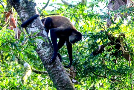 Spider Monkey