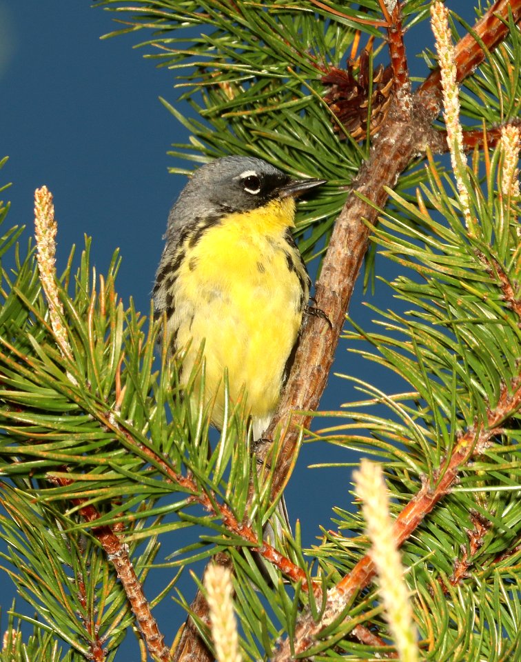 821 - KIRTLAND'S WARBLER (6-2-2018) crawford co, mi -10