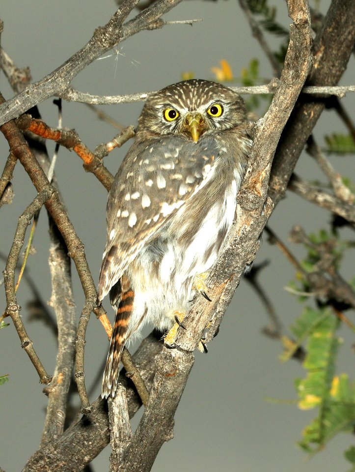 459 - FERRUGINOUS PYGMY-OWL (11-29-2018) south of three-points, pima co, az -03