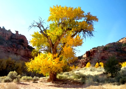 UT - (10-24-2017) - 3 - Along Burr Trail (4c)