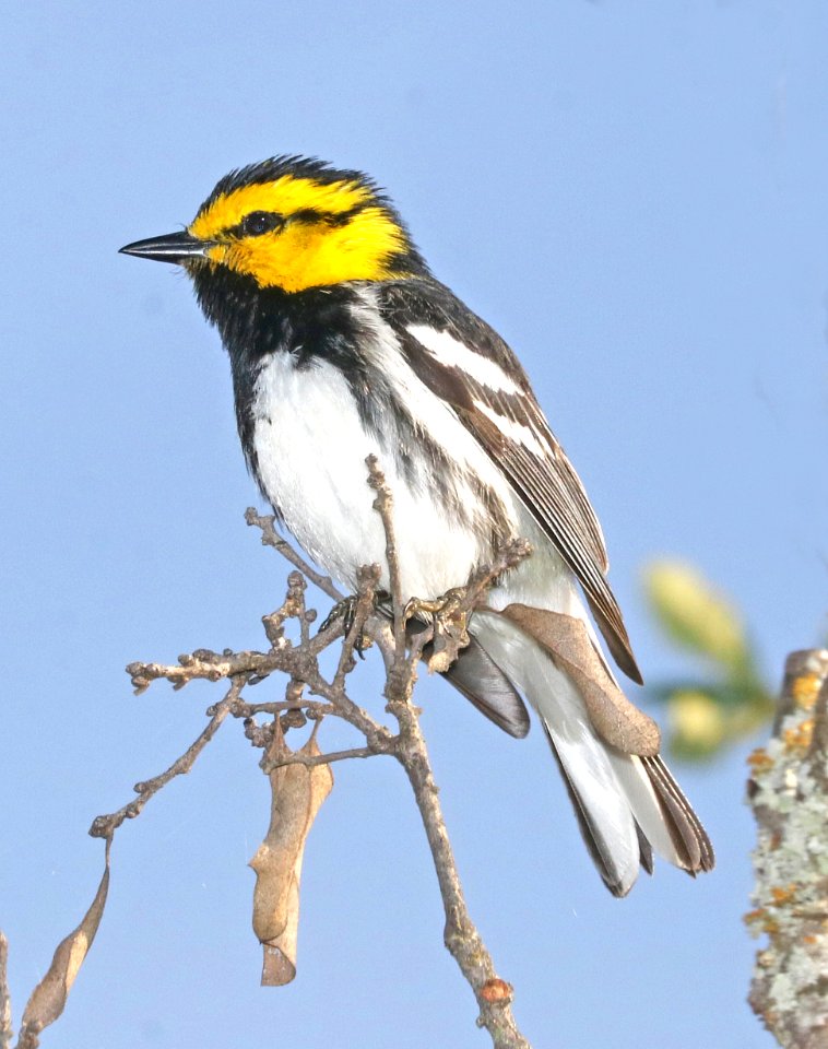 842 - GOLDEN-CHEEKED WARBLER (4-25-2017) ed's ranch, edwards co, tx -18