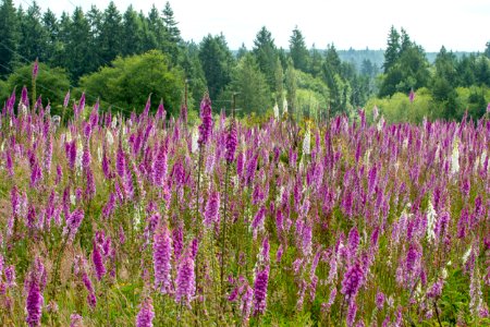 2019-6 Foxglove Farm-3653