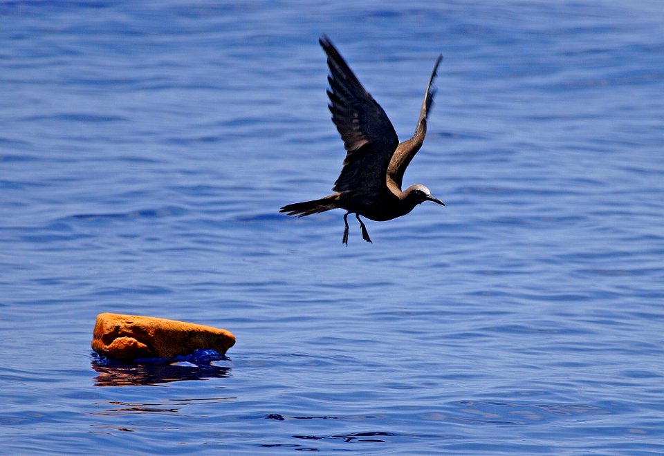 Brown Noddy