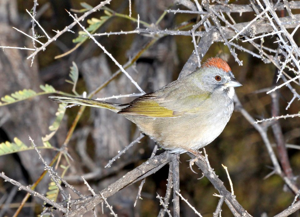 859 - GREEN-TAILED TOWHEE (1-21-2018) patagonia lake, santa cruz co, az -01