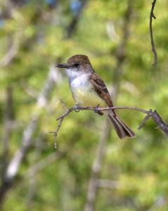 590 - DUSKY-CAPPED FLYCATCHER (5-10-2016) sycamore canyon, pajarito mts, santa cruz mts, az -01
