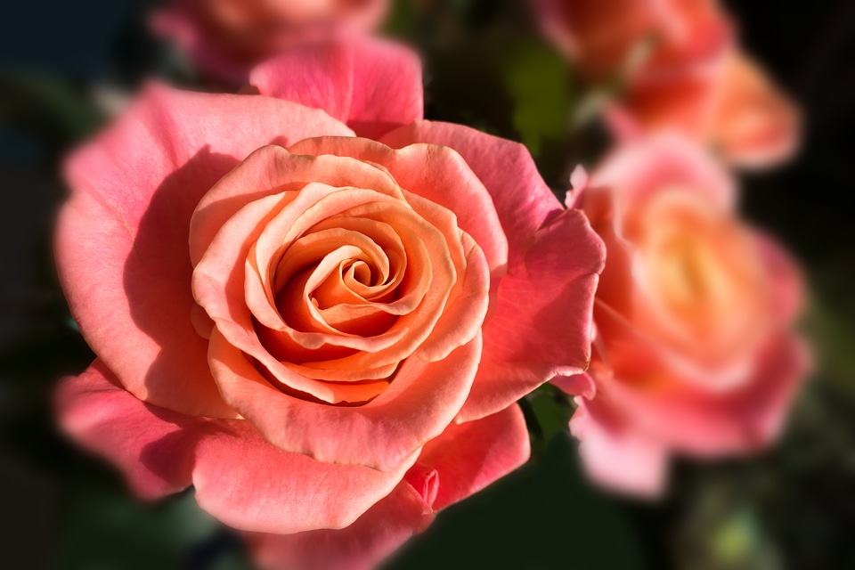Composites blossom bloom
