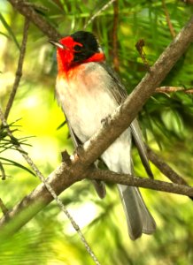 849 - RED-FACED WARBLER (5-30-2019) ramsey canyon, huachuca mts, cochise co, az -03