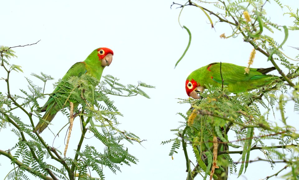 RED-MASKED PARAKEET (9-14-2017) kaloko-honokohau national historic park, kona coast, hawai'i co, hawaii -12